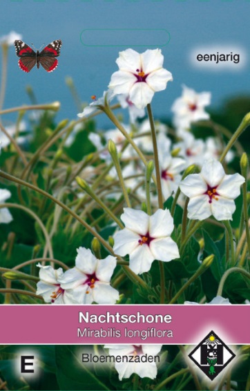 Nachtschone witte (Mirabilis longiflora) 18 zaden